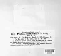 Crocicreas cyathoideum var. cyathoideum image